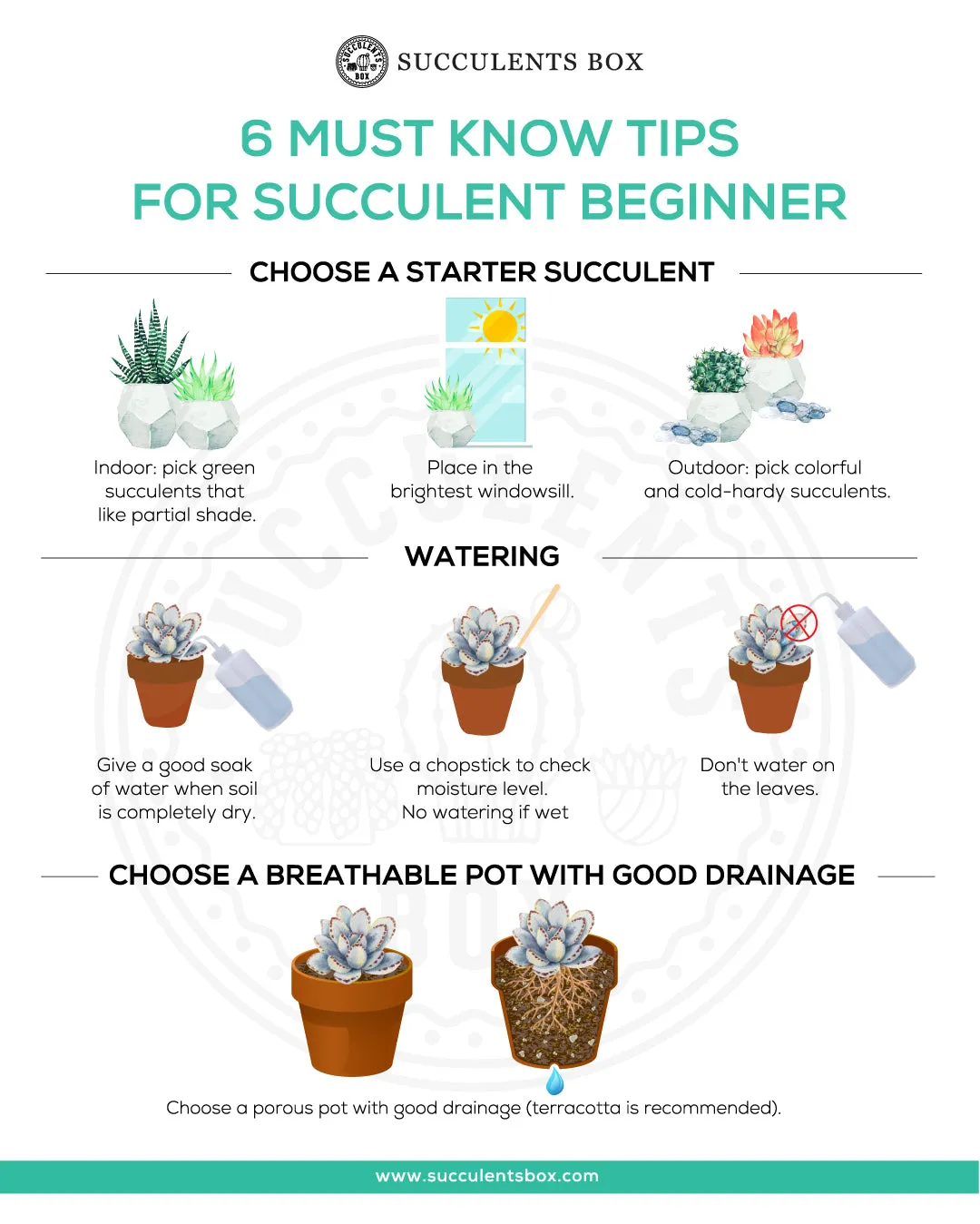 Beginner Kit (tools   4" plant)