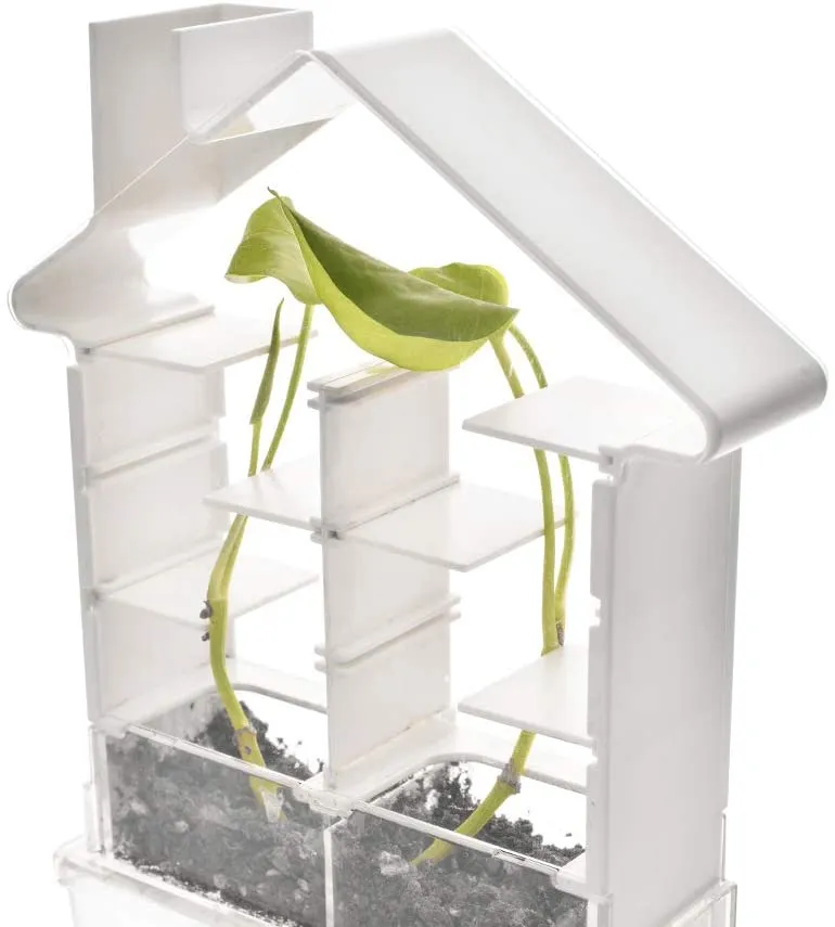 Plant Maze Botany Kit