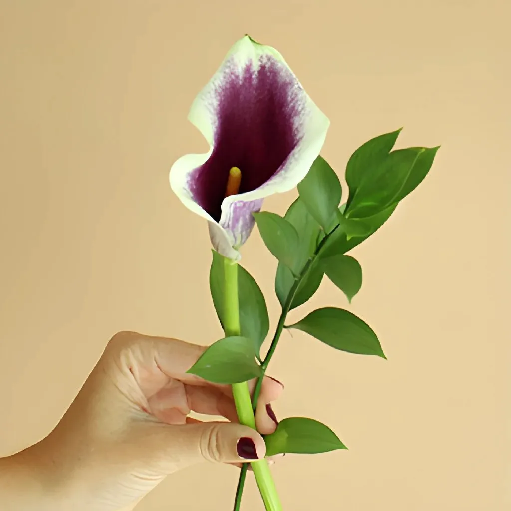 Save The Calla Lily Growers DIY Flower Kit